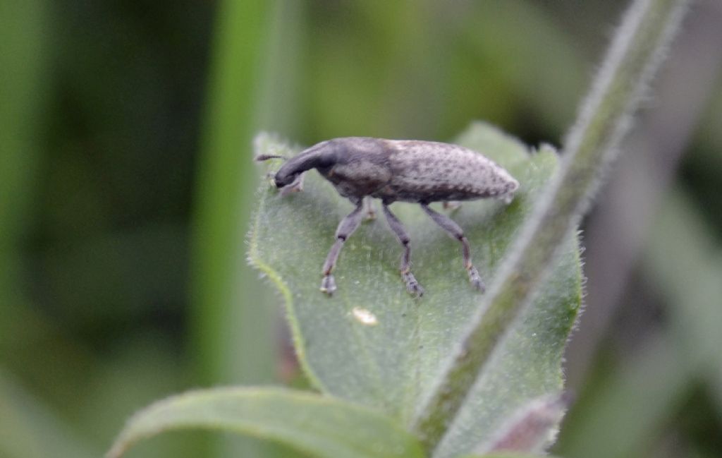 Lixus? - Lixus cf. myagri